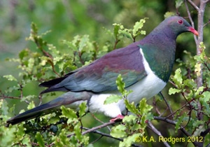 New Zealand Pigeon / Kereru