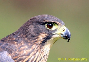 New Zealand Falcon / Karearea