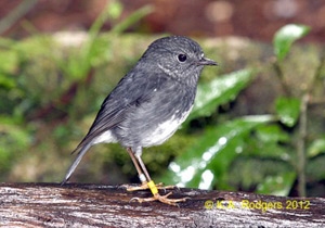 New Zealand Robin / Toutouwai