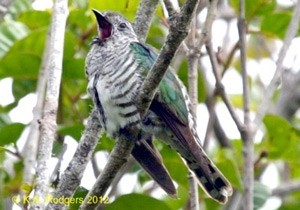 Shining Cuckoo / Pipiwharauroa