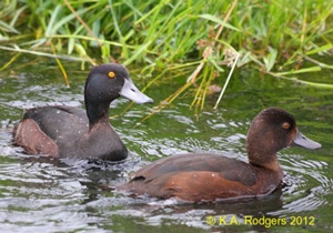 New Zealand Scaup / Papango