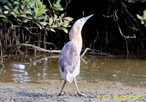 Australasian Bittern / Matuku