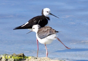 Pied Stilt