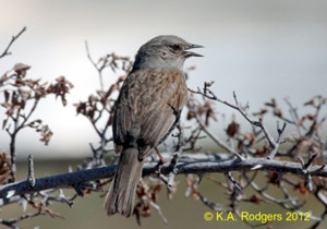 Dunnock