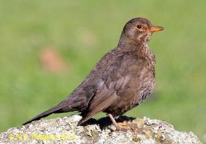 Blackbird