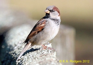 House Sparrow