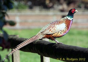 Pheasant