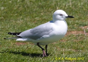 Black-Billed Gull