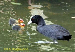 Australian Coot