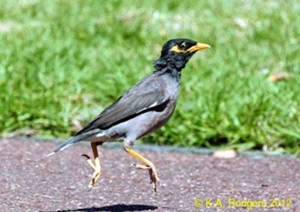 Myna