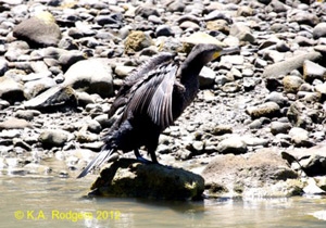 Black Shag / Kawau