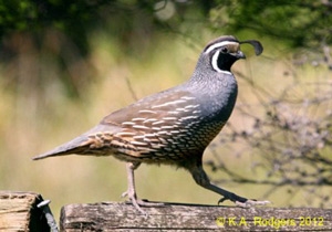 California Quail