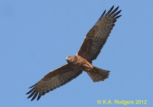 Australasian Harrier / Kahu