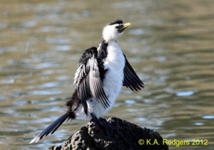 Little Shag / Kawaupaka