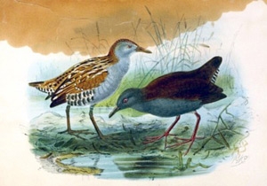 Spotless Crake