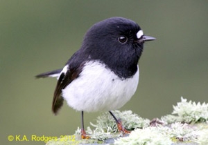 Tomtit / Miromiro