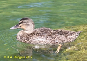 Grey Duck-Mallard cross