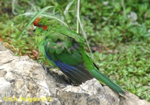 Red-Crowned / Yellow-Crowned Parakeet / Kakariki