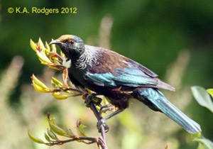 Tui / Parson Bird