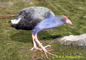 Pukeko / Swamp Hen