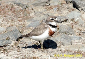 Banded Dotterel / Tuturiwhatu