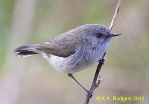 Grey Warbler / Riroriro