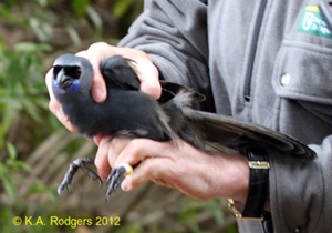 Kokako / Blue-Wattled Crow