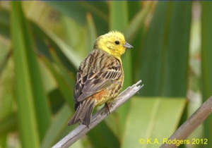 Yellowhammer