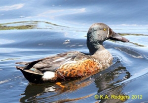 Australasian Shoveler / Kuruwhengi