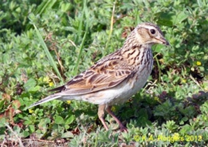 Skylark