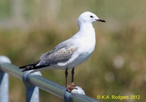 Red-billed Gull / Tarapunga