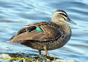 Grey Duck / Parea