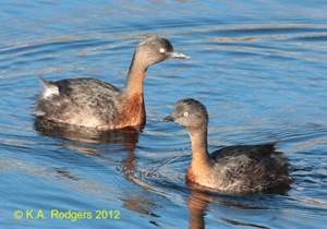 Dabchick / Weweia