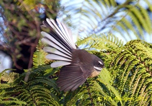 (Pied) Fantail / Piwakawaka