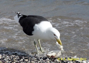 Black-Backed Gull / Karoro