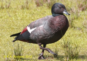 Paradise Shelduck / Putangitangi