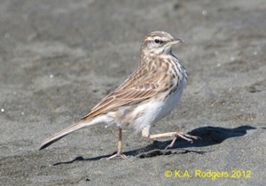 New Zealand Pipit / Pihoihoi