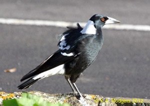 Black-Backed Australian Magpie