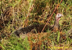 Wild Turkey