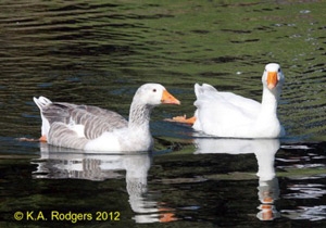Feral Goose
