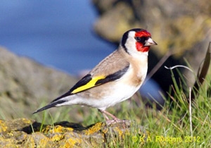 Goldfinch