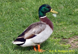 Mallard