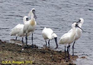 Royal Spoonbill