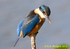 Kingfisher / Kotare