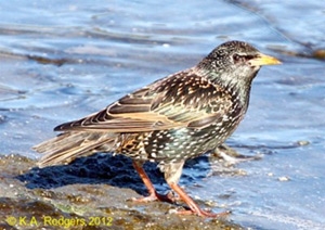 Starling