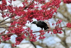 Birds around Turangi