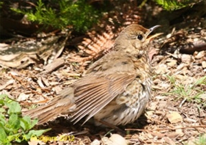 Thrush