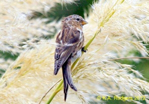 Redpoll