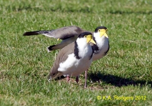 Spur-Winged Plover