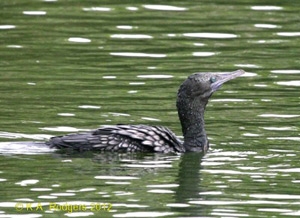 Little Black Shag